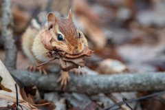Eastern Chipmunk photo 4