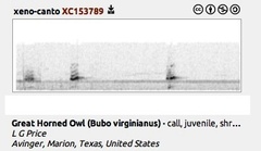 Bubo virginianus