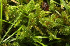 Rhytidiadelphus squarrosus