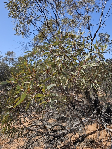 Dumosa Mallee (Eucalyptus dumosa)