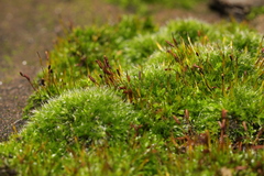 Tortula muralis