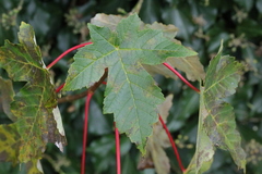 Acer pseudoplatanus