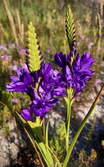 Thereianthus spicatus