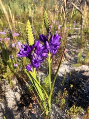 Thereianthus spicatus