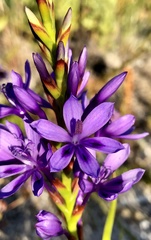 Thereianthus spicatus