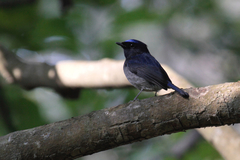 Niltava macgrigoriae