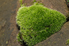 Grimmia pulvinata