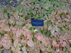 Epimedium × rubrum