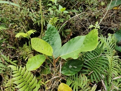 Angiospermae