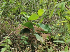 Angiospermae
