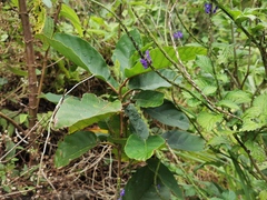 Angiospermae