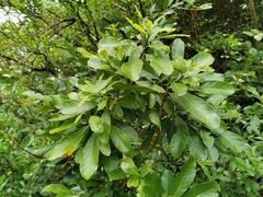 Angiospermae