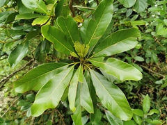 Angiospermae