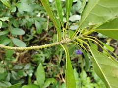 Angiospermae