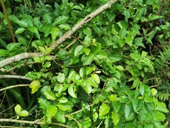 Angiospermae