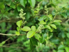 Angiospermae