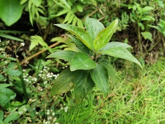 Angiospermae