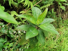 Angiospermae