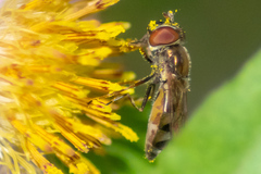Platycheirus obscurus