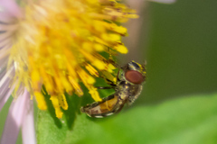 Platycheirus obscurus