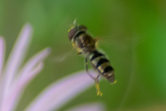 Platycheirus obscurus