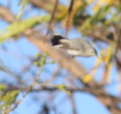 Polioptila caerulea caerulea