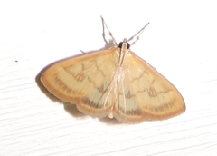 Crocidophora tuberculalis