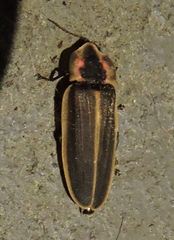 Pyractomena dispersa
