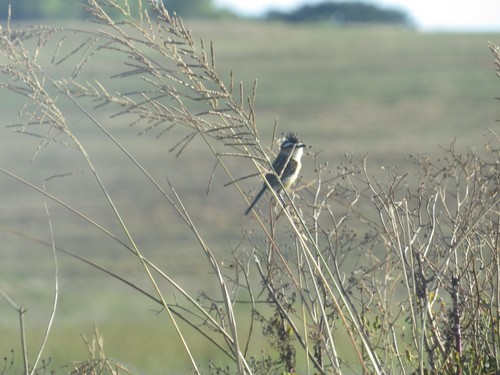 Sharp-tailed Grass Tyrant (Culicivora caudacuta), photo 6