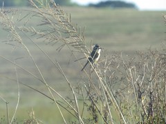 Culicivora caudacuta