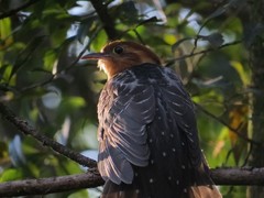 Dromococcyx pavoninus