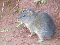 Brazilian Guinea Pig photo 2