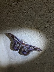 Rothschildia arethusa