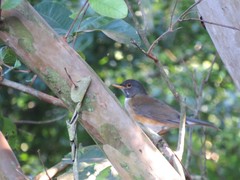 Turdus albicollis