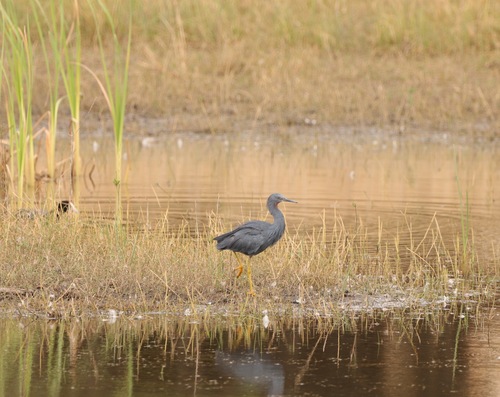 iNaturalist image