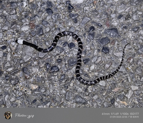 Photo of a Huaping Wolf Snake (Lycodon cathaya)