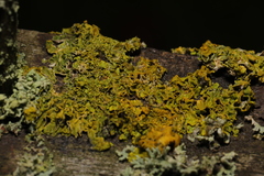 Xanthoria parietina