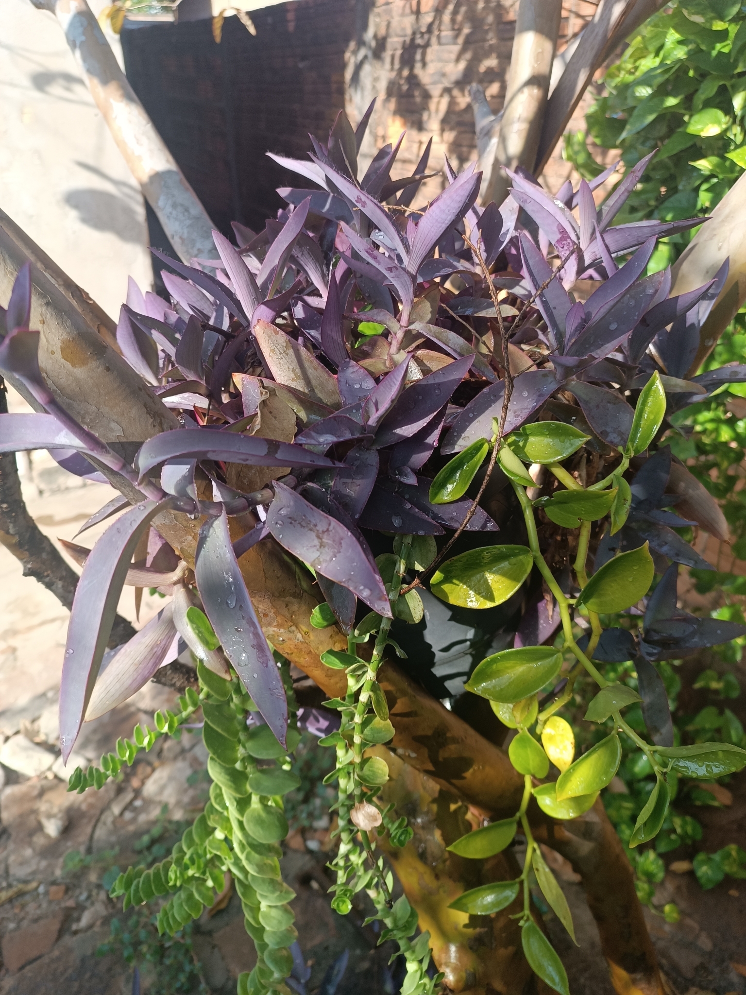 Tradescantia pallida