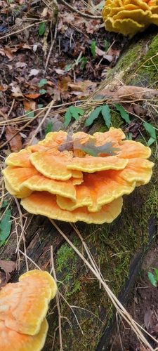 Gemeiner Schwefelporling