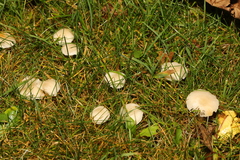 Cuphophyllus