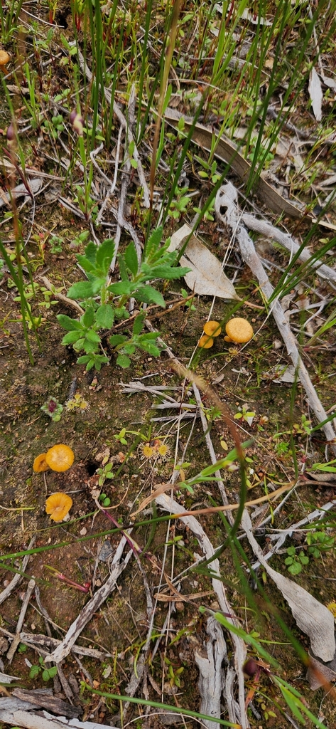 Lichenomphalia chromacea · September 2025 · photo: © emilyhoskin (iNaturalist, cc-by)