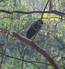Nyctanassa violacea violacea