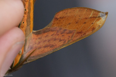Xylophanes resta
