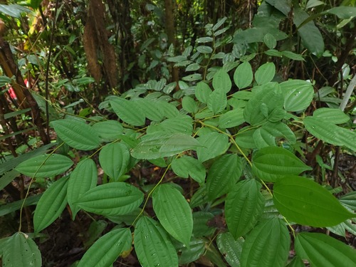Ziziphus angustifolia observed 2025-09-03
