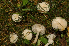 Cuphophyllus