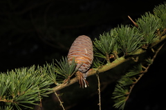 Cedrus atlantica