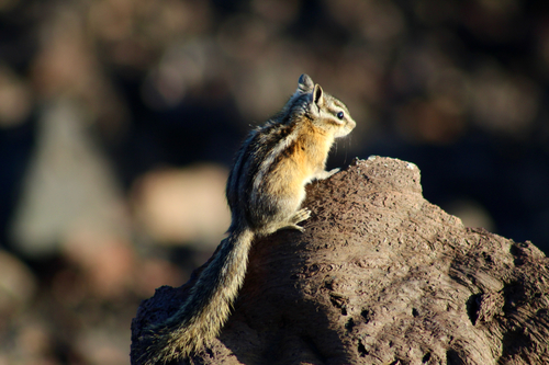 Crater Chipmunk observed by dillon76095
