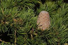 Cedrus atlantica