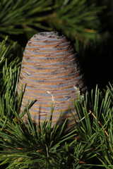 Cedrus atlantica