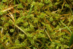 Rhytidiadelphus squarrosus
